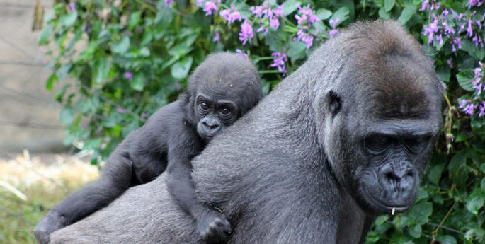 How you can help Gorillas