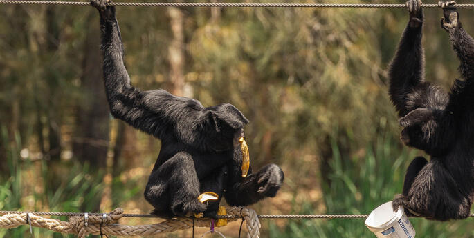 Siamang duo debuts at Dubbo Zoo