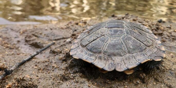 Turtle's life-saving treatment