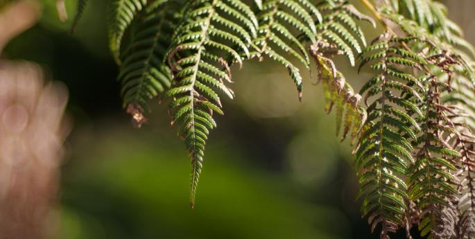 Taronga’s Statement on the outcome of the Referendum